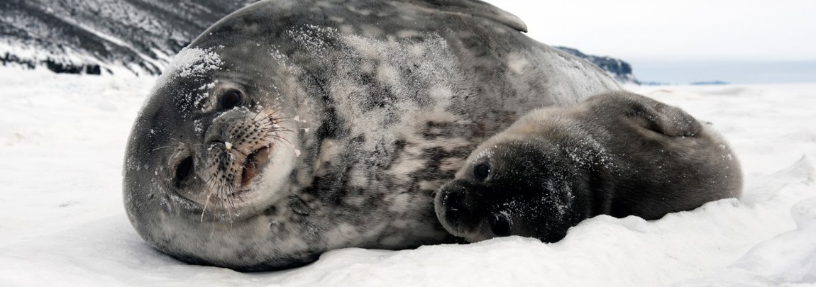 <a href="http://costa.eeb.ucsc.edu/category/antarctica/weds-2016/">Weddell Seals