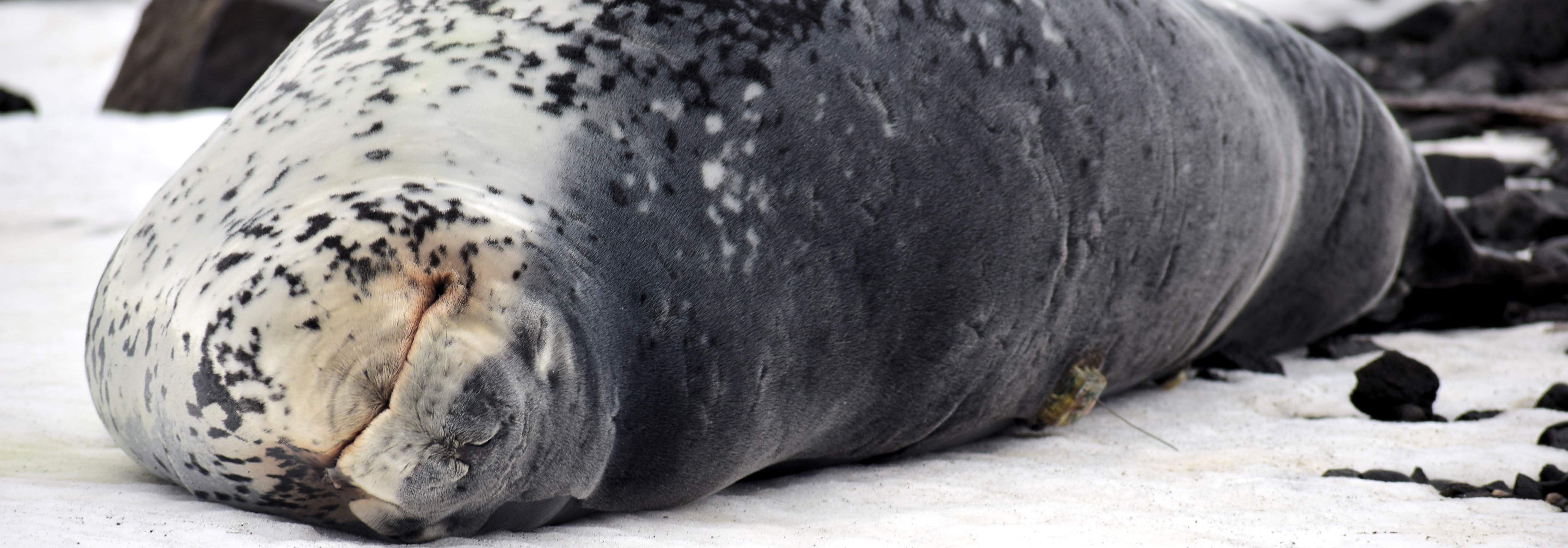 <a href="http://costa.eeb.ucsc.edu/category/antarctica/leopardseals2018/">Leopard Seal Ecology and Physiology</a>